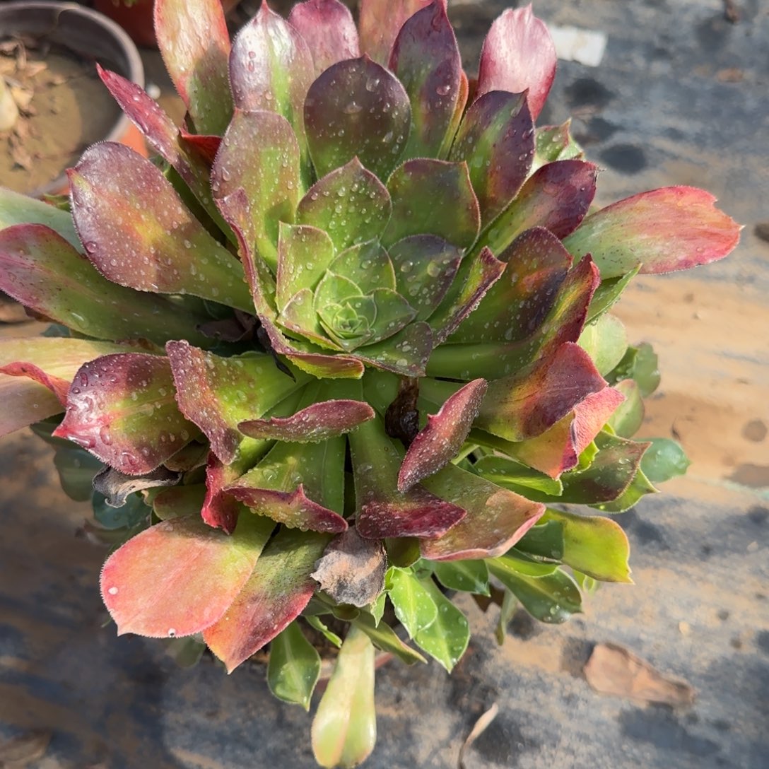 女巫中班467满20包邮断枝不包