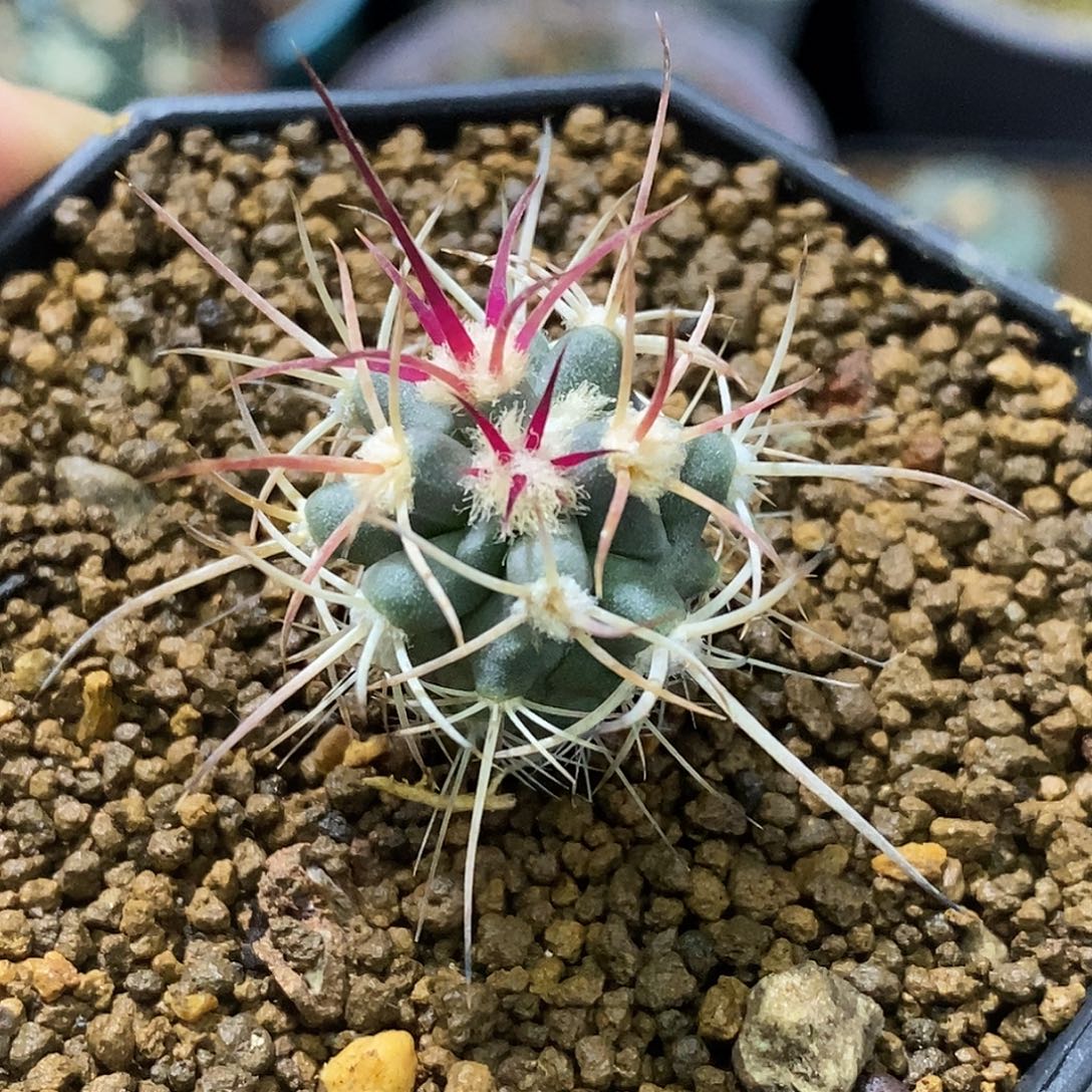 孤品实生特选株园艺大龙冠2.1cm