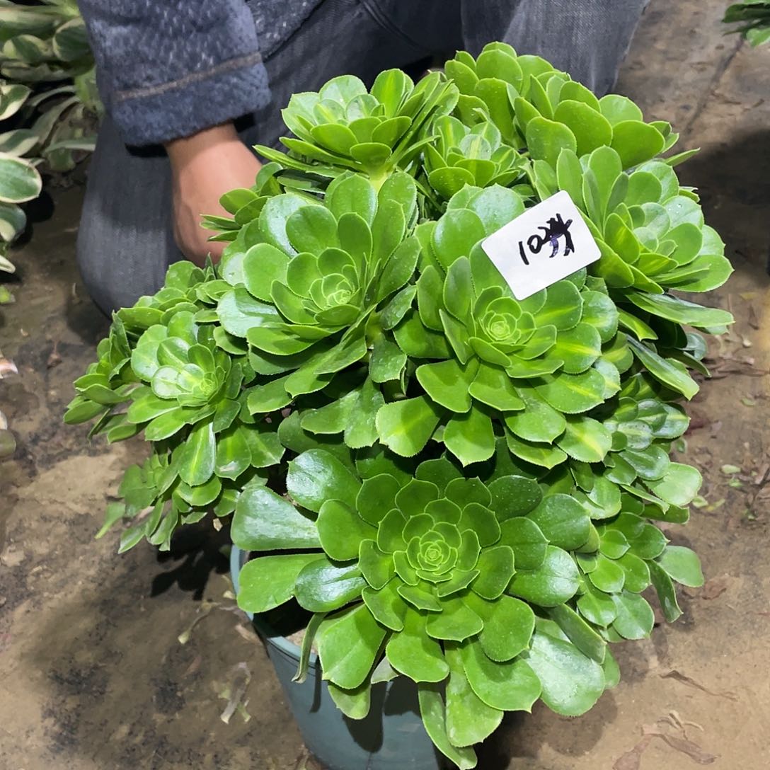 1034法师植物翡翠琉璃