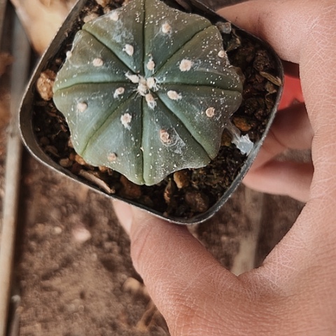 1093处理实生海星兜