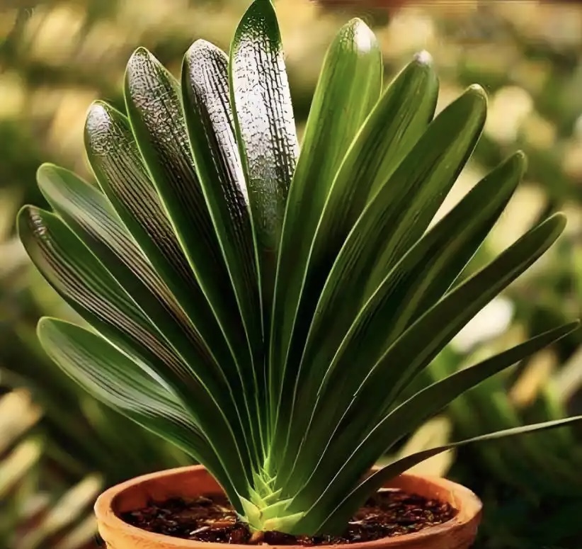 君子兰专用链接（禁止私自下单）