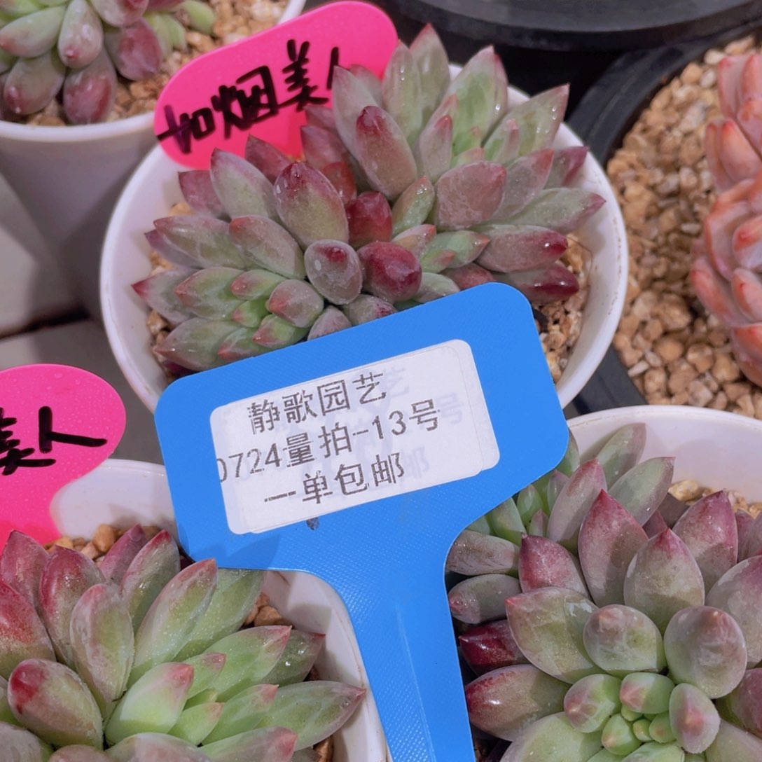 0723-13-胖体如烟美人双头一颗量拍