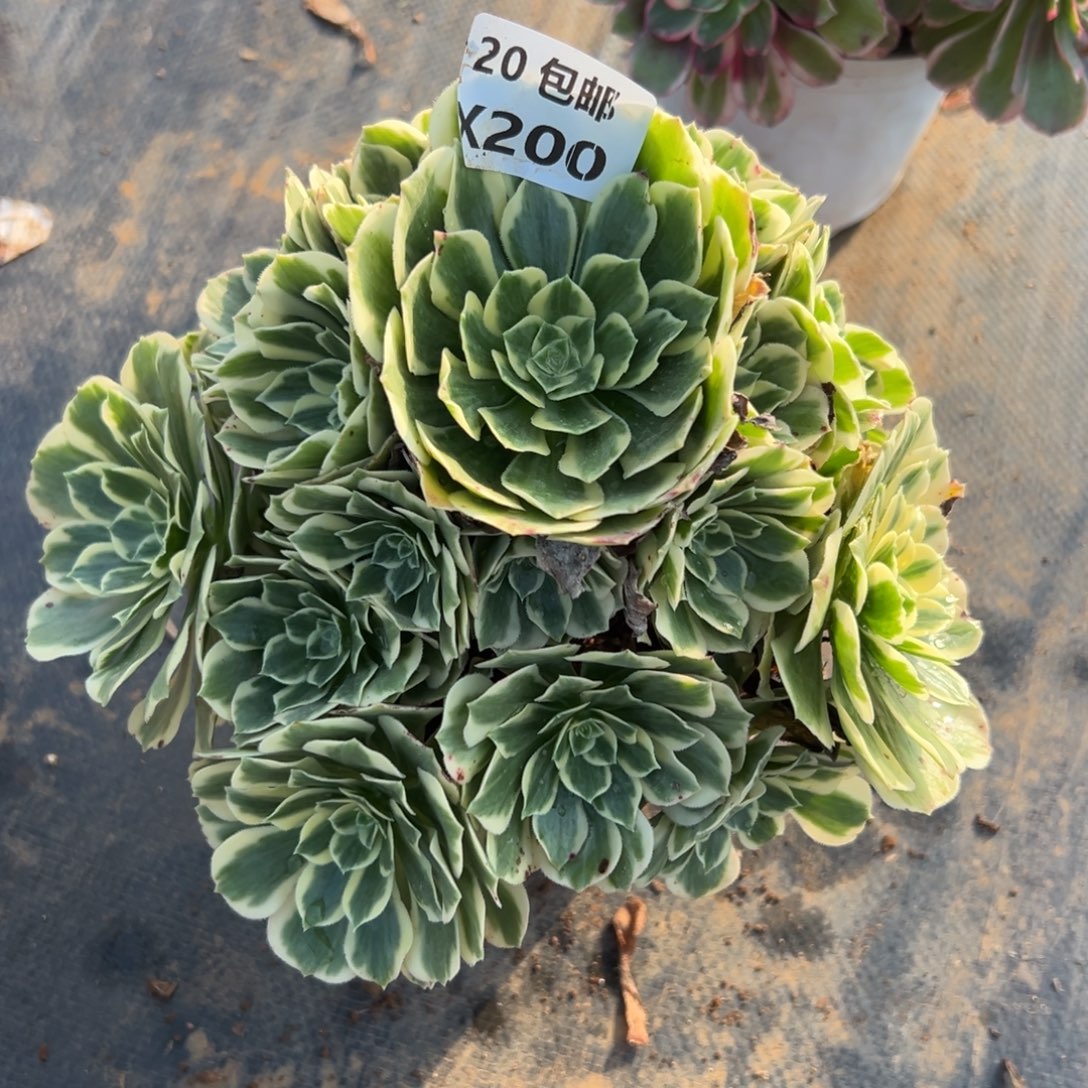 200冷月，满20包邮嘟叮熊