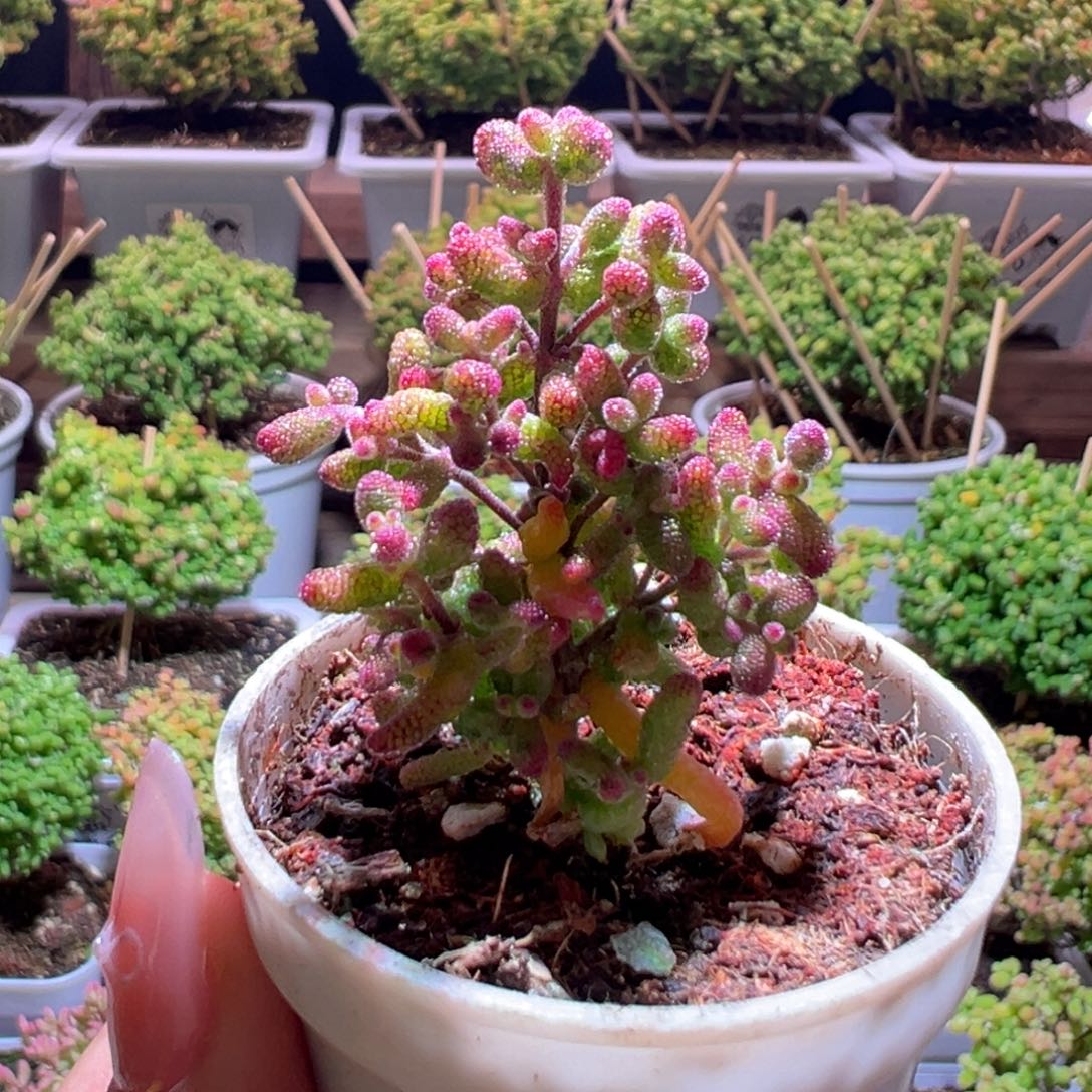 435花斑露一物一拍带盆土发货