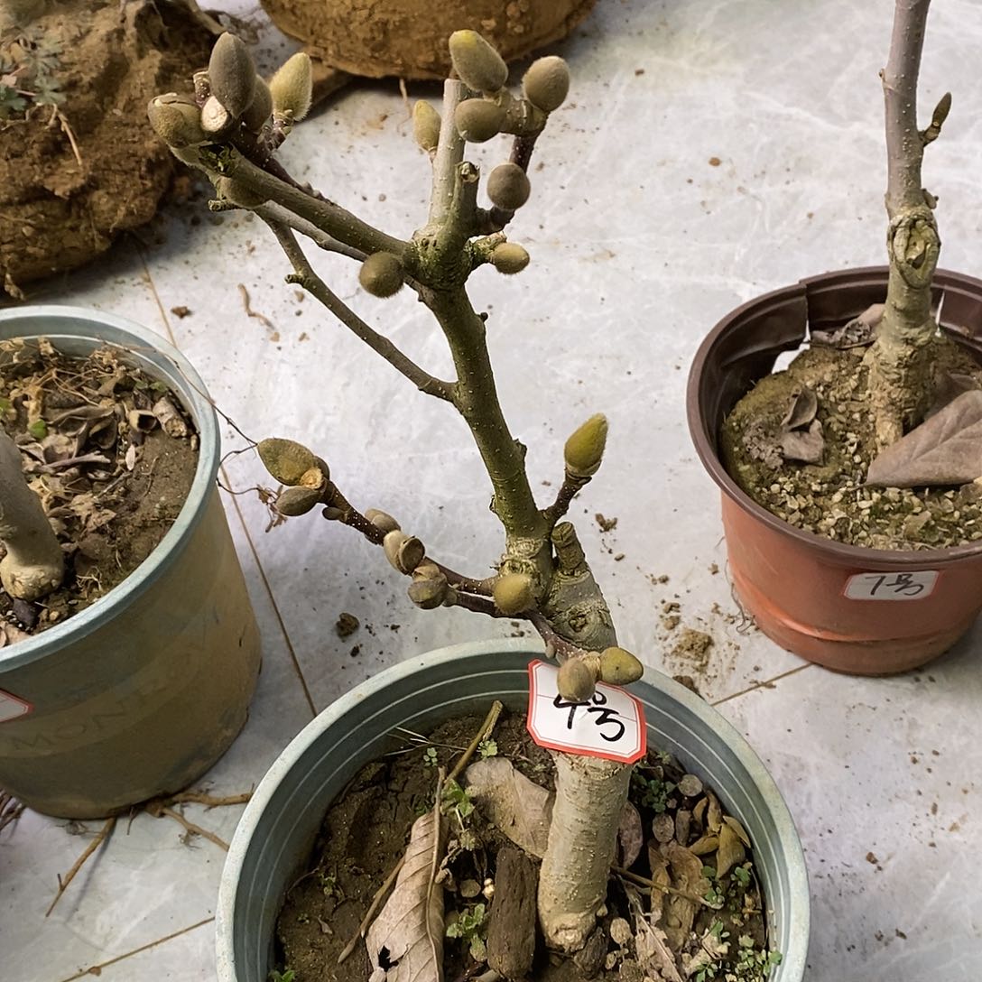 无花朵基地直发玉兰