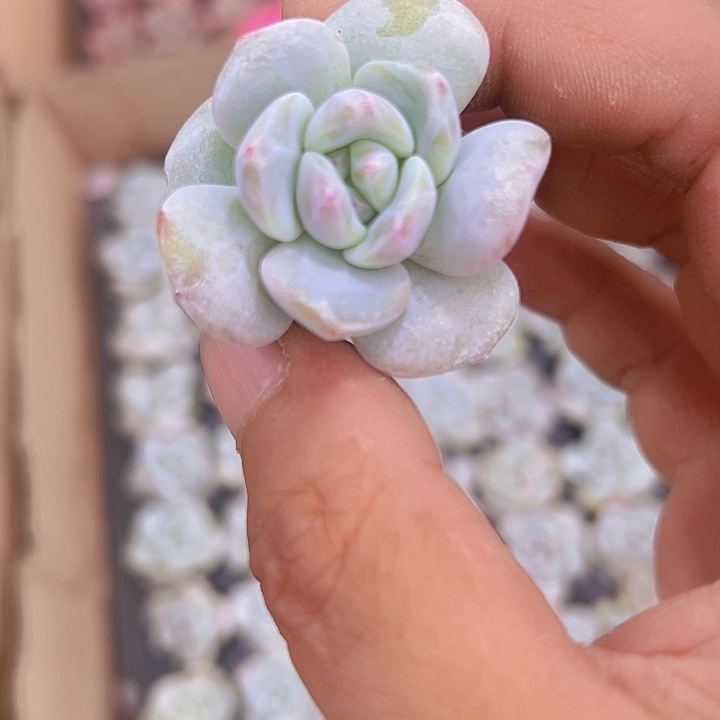 无名氏精品多肉植物