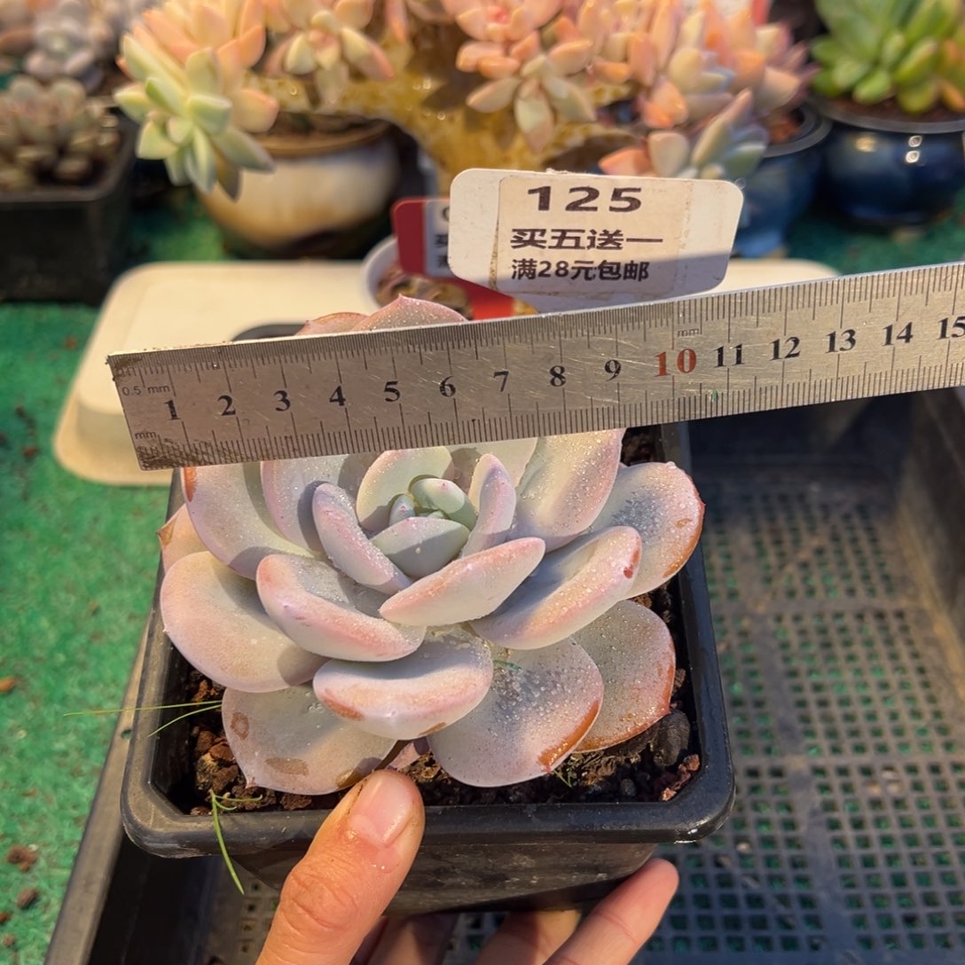 表妹精品多肉植物125: