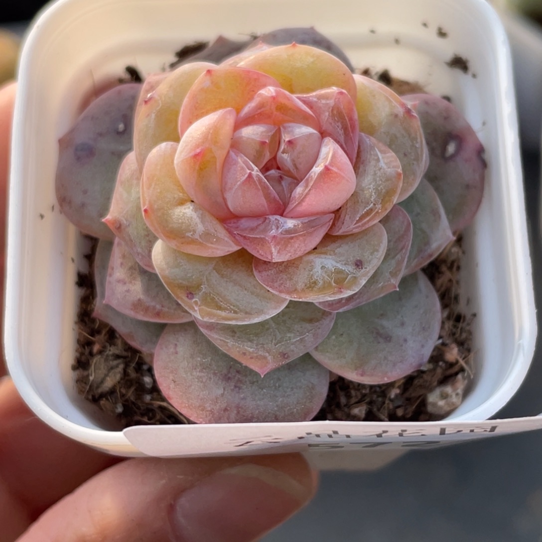 572号糖心冰心珍妮