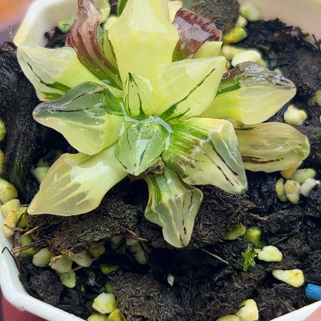 西瓜锦十二卷多肉植物