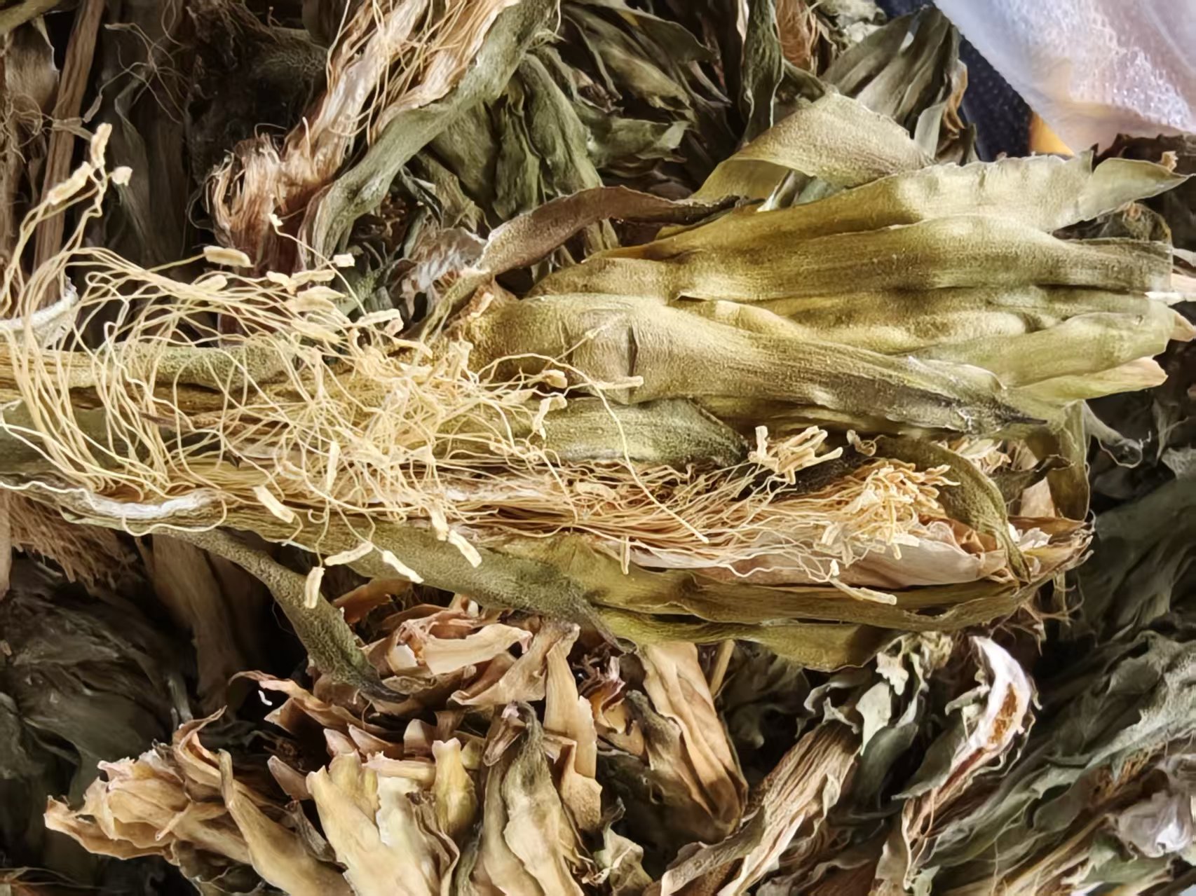 龙腾专属-雪莲花