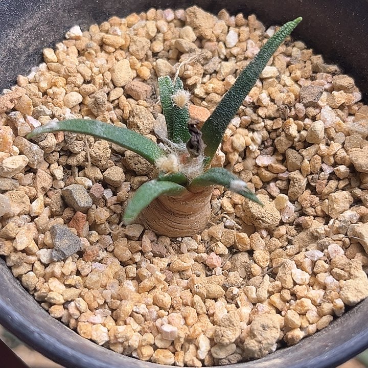 龙舌兰牡丹实生球一颗