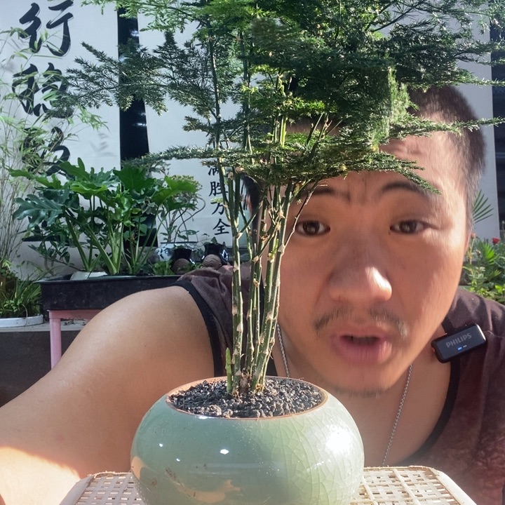 以实际为准盆栽盆景绿植72