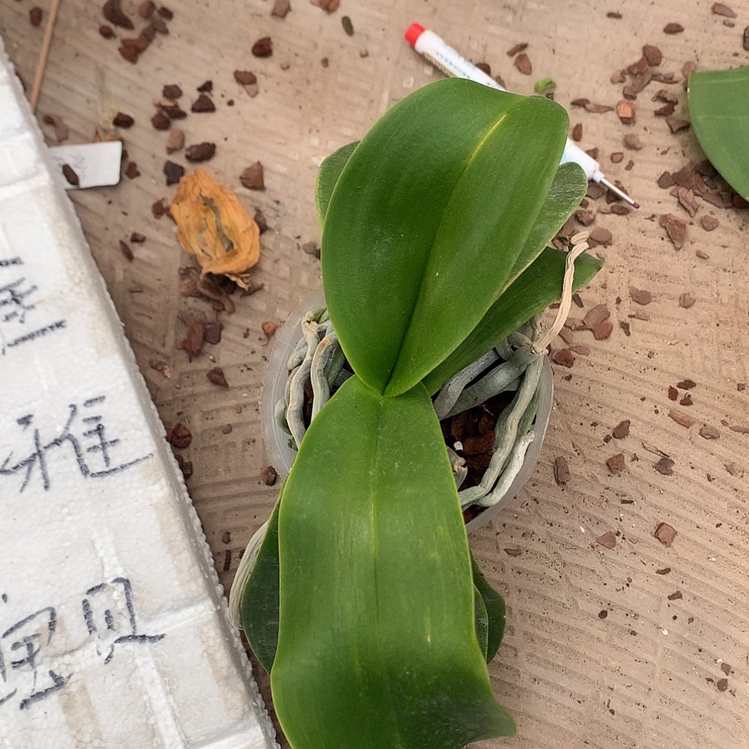 完全开放白优雅1颗随单