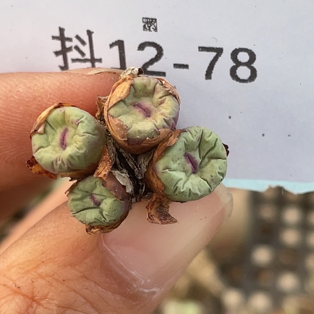 12-78嘴多肉植物肉锥