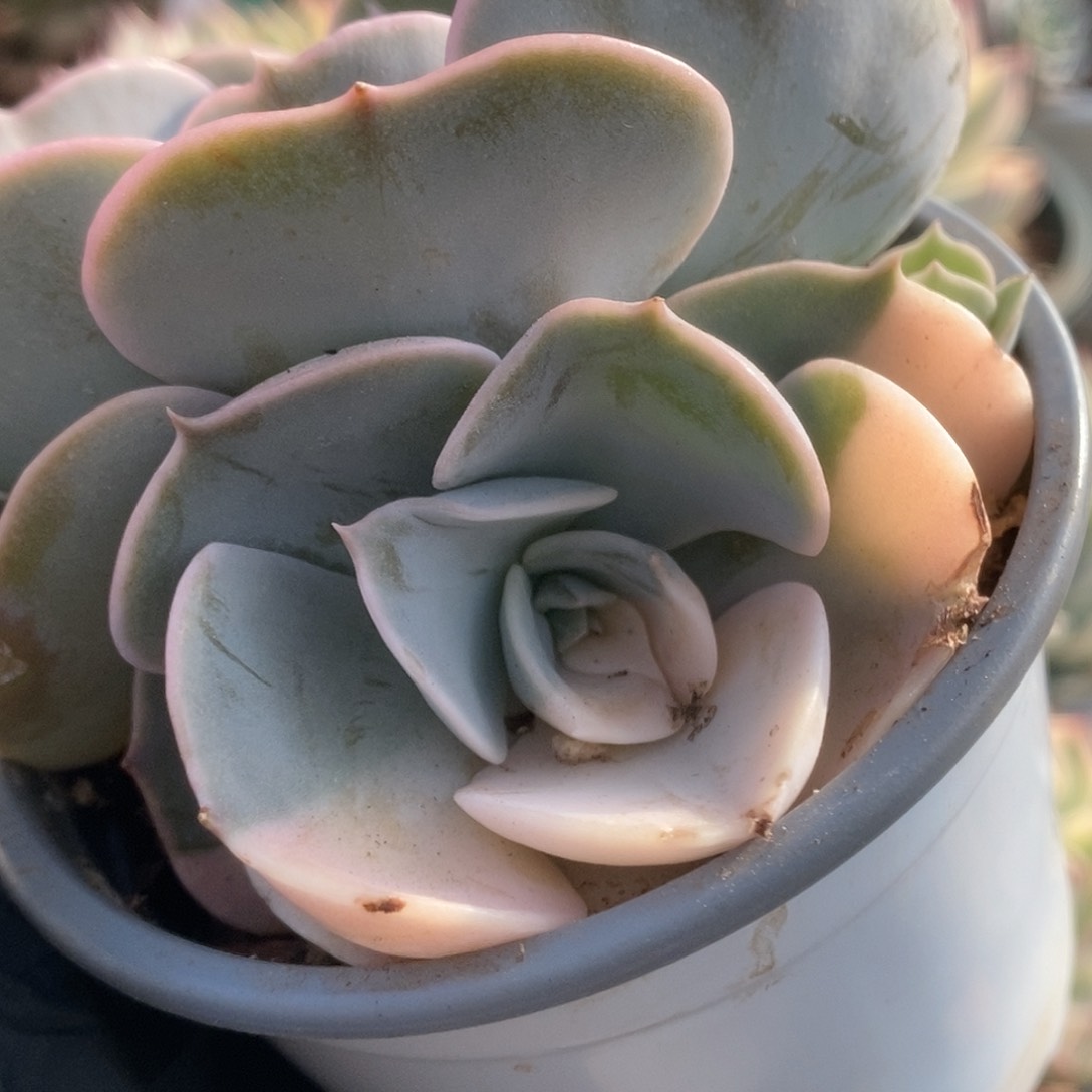 186双子座锦锦锦锦锦锦锦