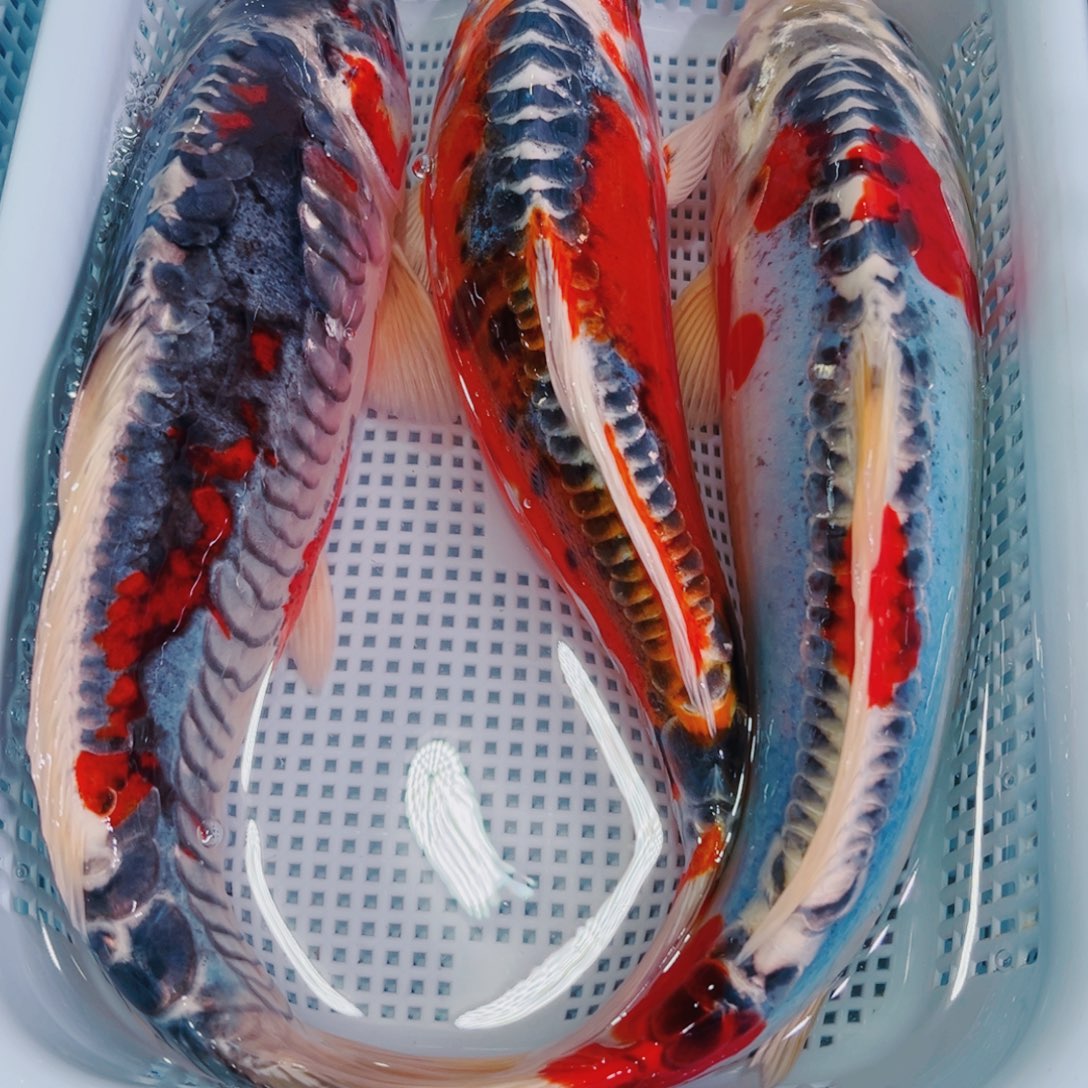 锦鲤锦鲤冷水鱼观赏107