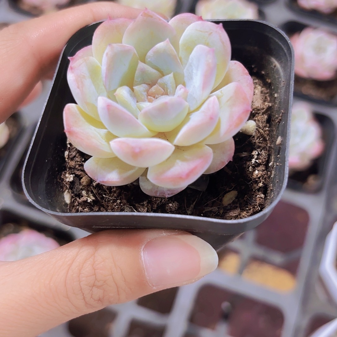 精品冰魄雪颜多肉植物