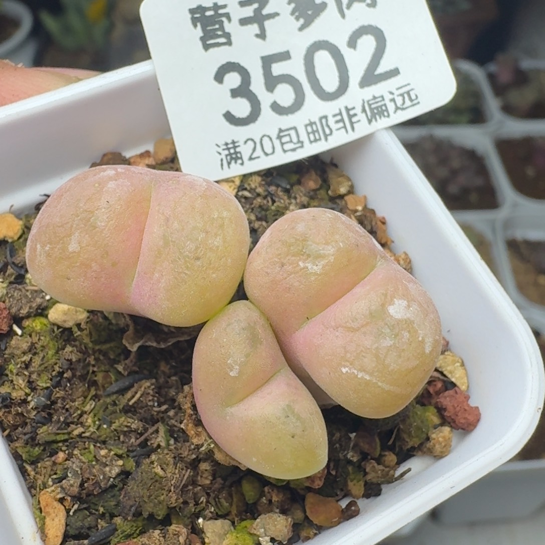 空卡带盆土。          