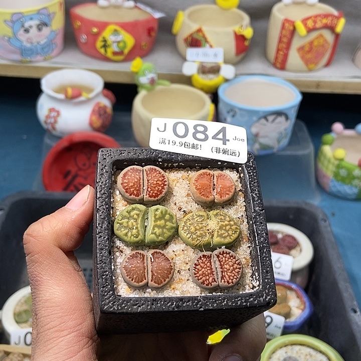 84大舅生石花肉锥