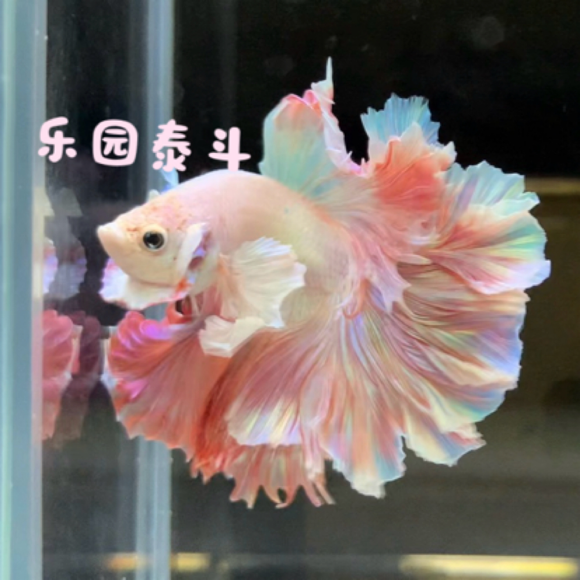 好养耐活的婚纱斗鱼半月斗鱼小型热鱼观赏鱼适合懒人当桌面宠物