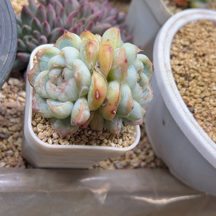 起司芝士 夏鸣园艺