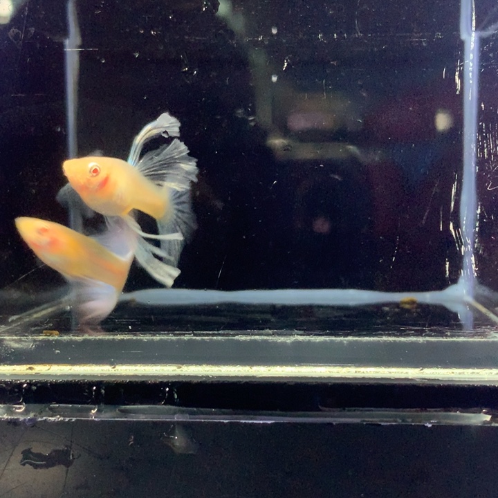 孔雀鱼蓝白绣球压成18