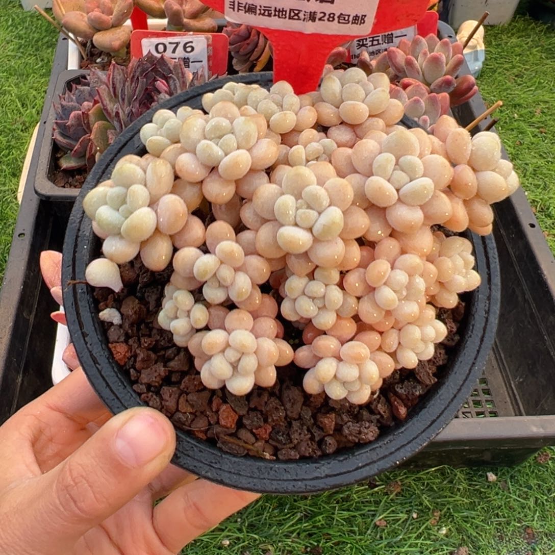 表妹精品多肉079.