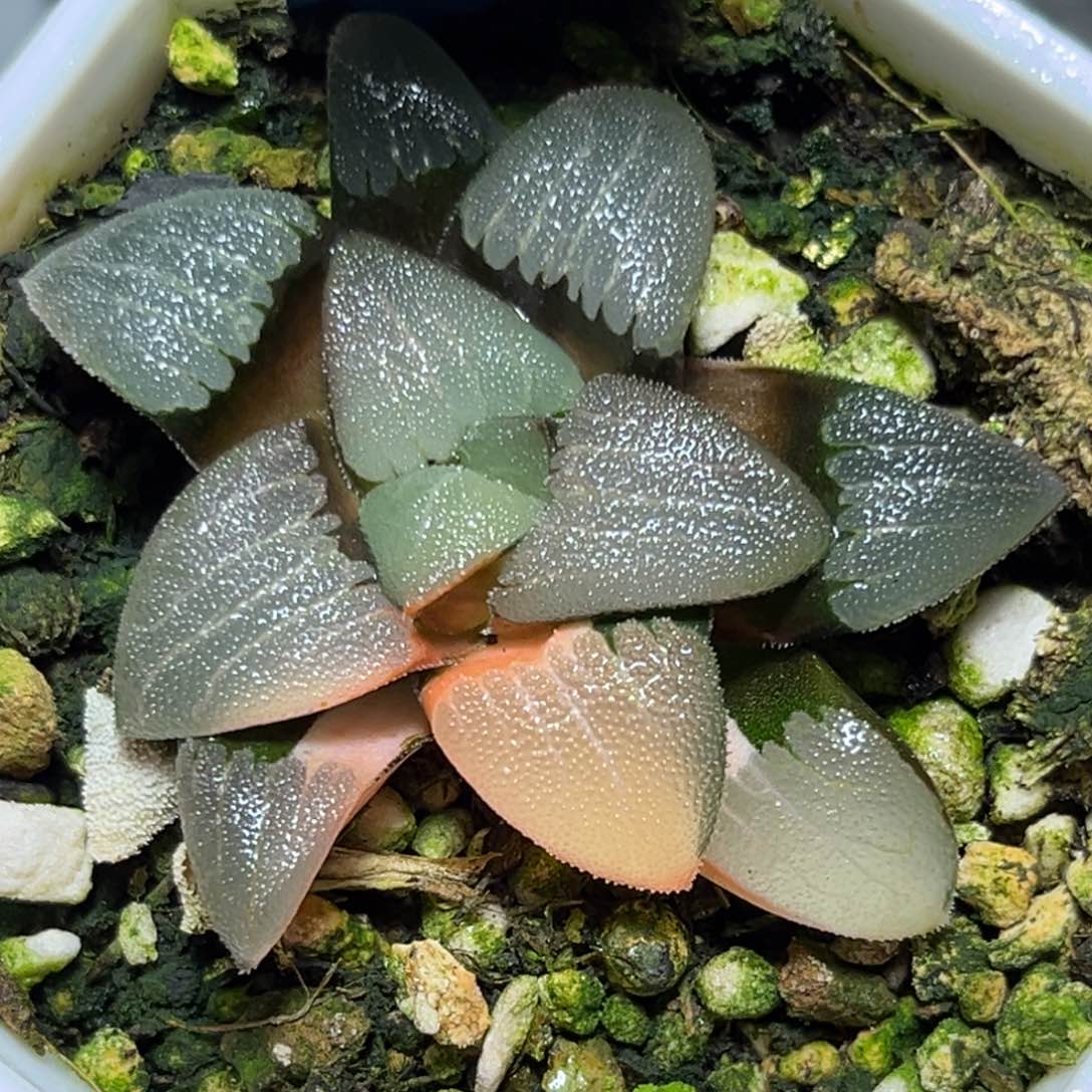 恭喜发财大吉大利0276