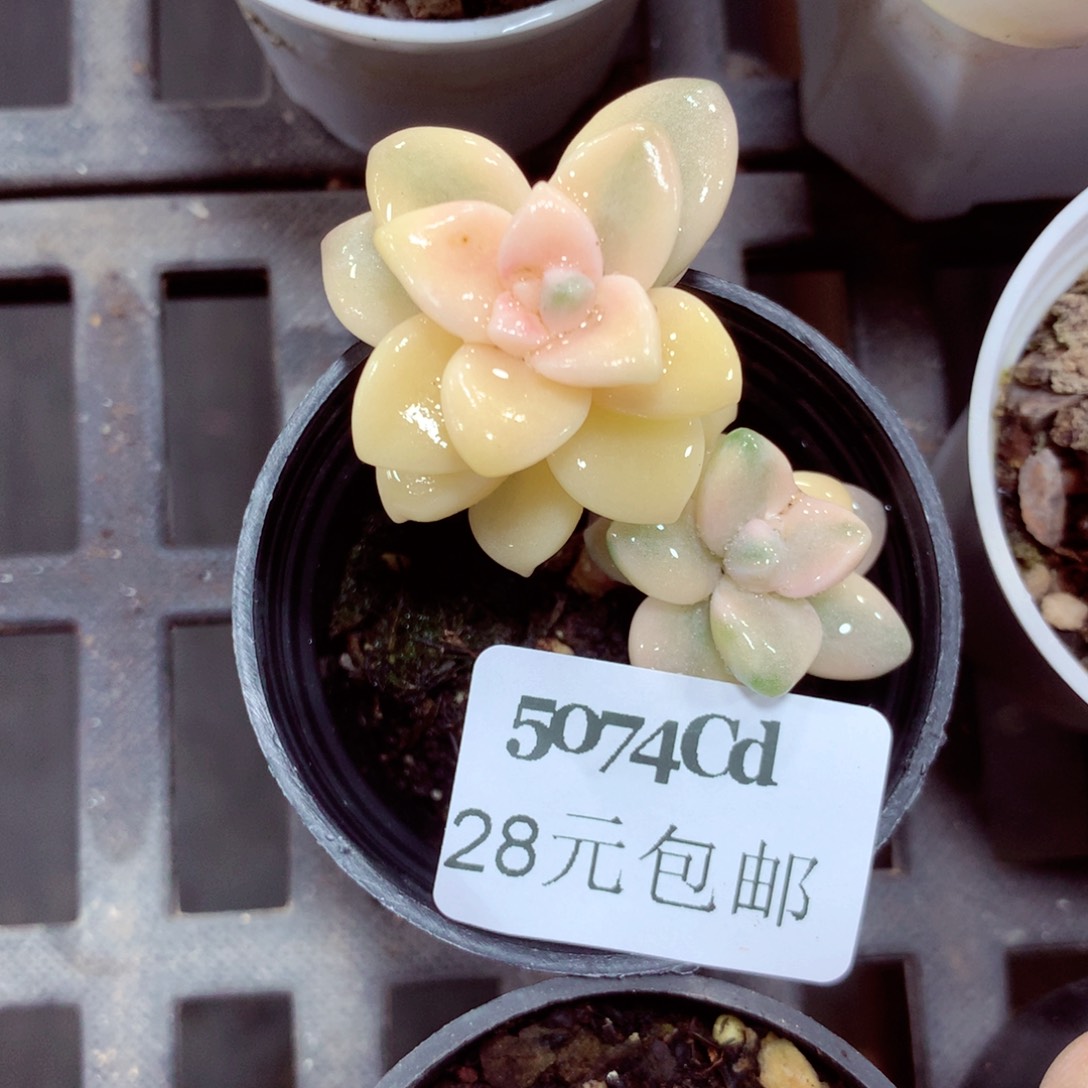 5厘米盆精控多肉5074