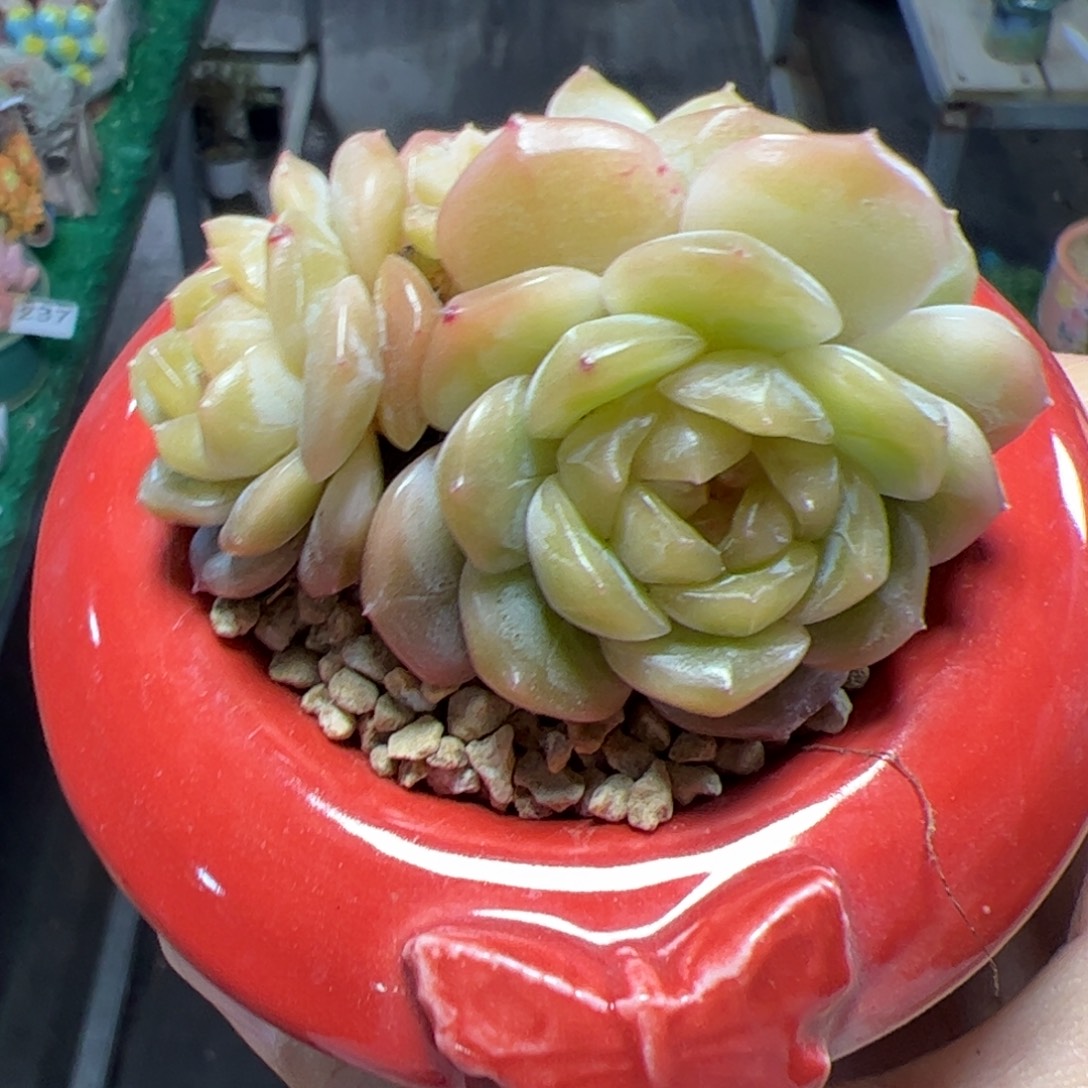 244 灵韵珍妮满38包邮多肉植物