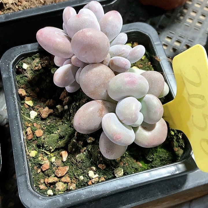 多肉植物奶酪2056