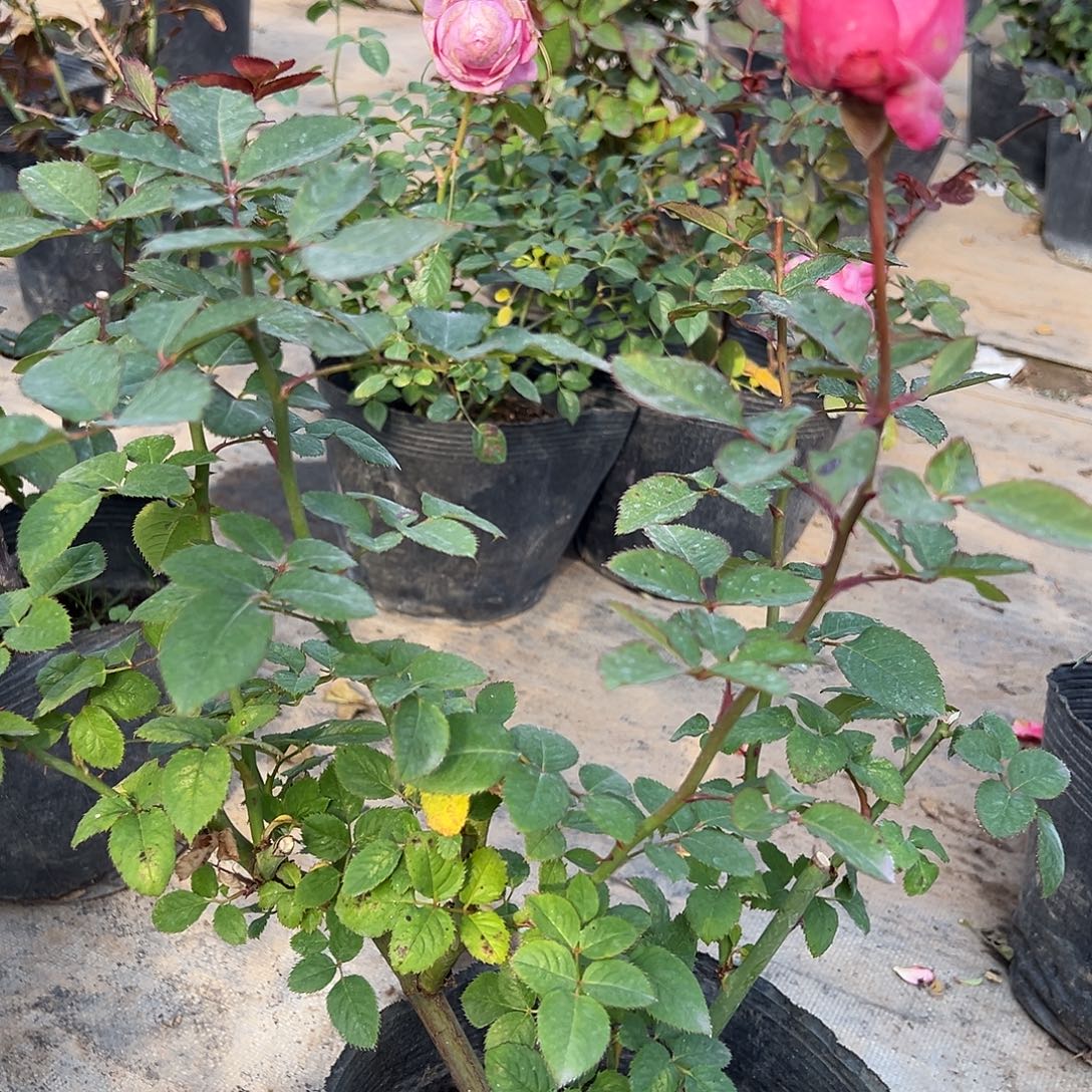 当前无花栽培后可以开花