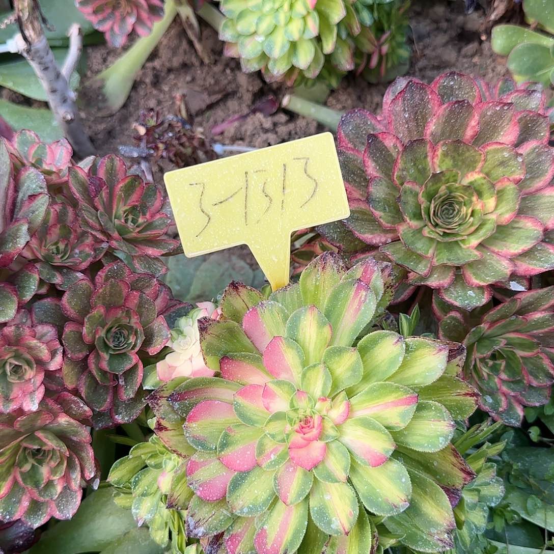 3-1313---多头多肉植物