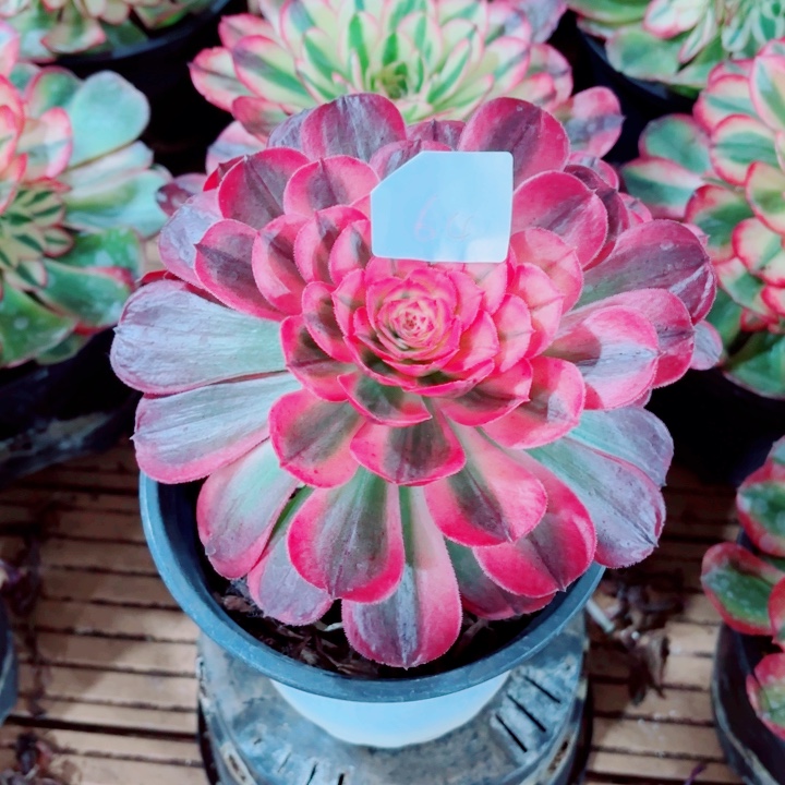 云南海神好看64号