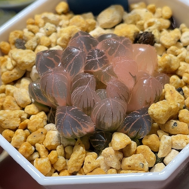 792糊斑绯桃锦福利一物