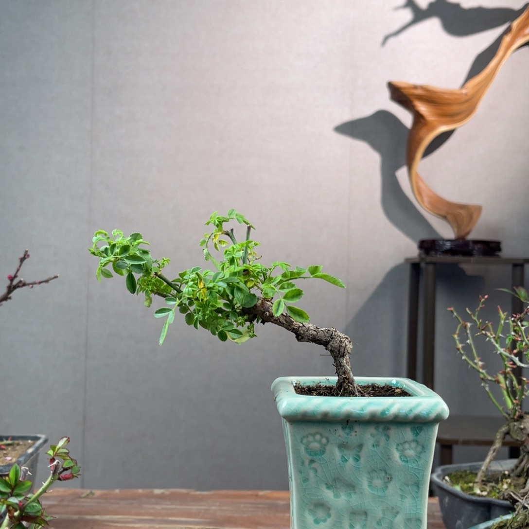 微月季榆叶梅盆景笔**舞