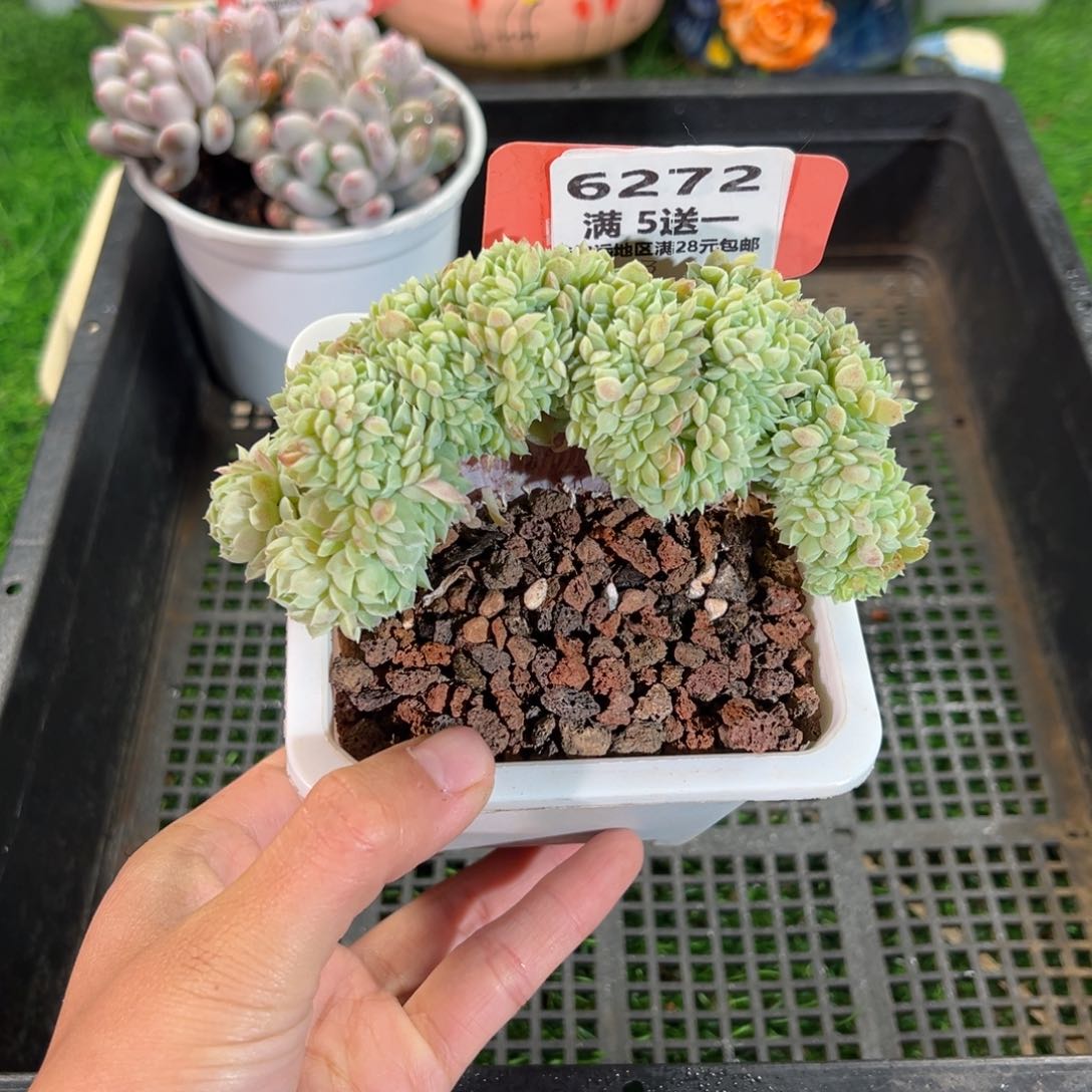 表妹精品多肉6272.