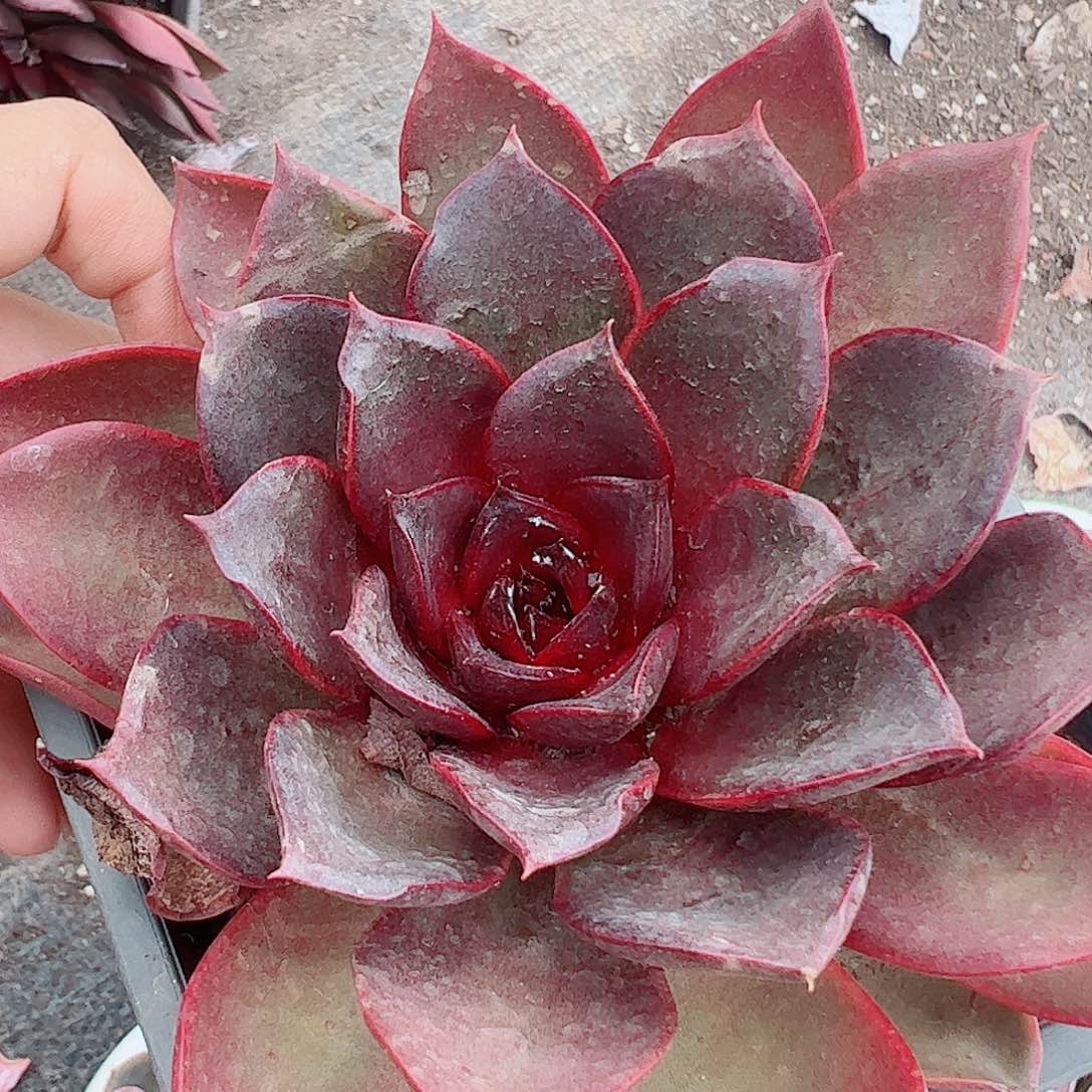 红玫瑰大单头精品特价