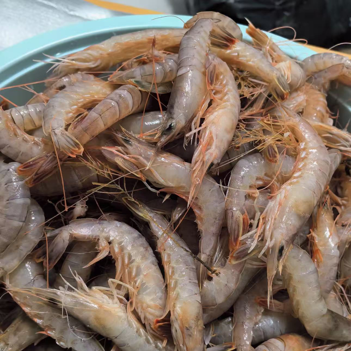 野生灯笼虾鲜活捕捞59.9三斤（大小不齐）保鲜不保活