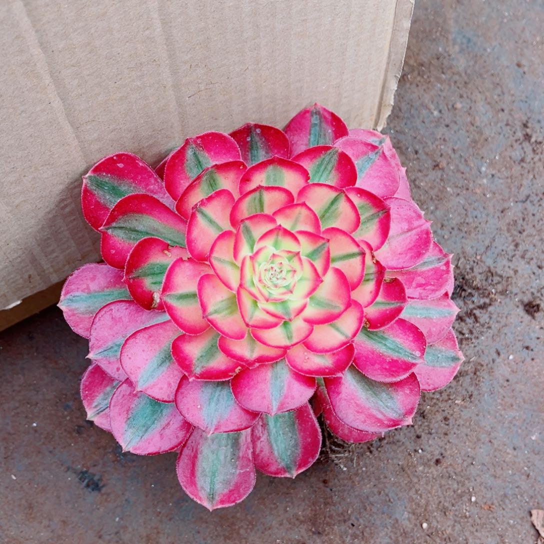 模特红体荔枝量拍多肉法师一个