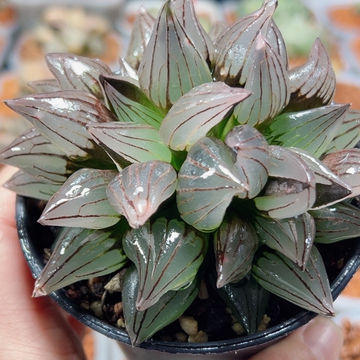 十二卷多肉西瓜寿