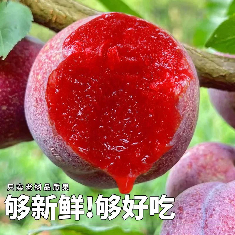 广西新鲜元江三华李红心酸脆爽口当季水果李子