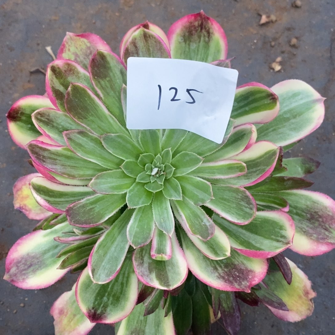 125万彩灯多肉植物
