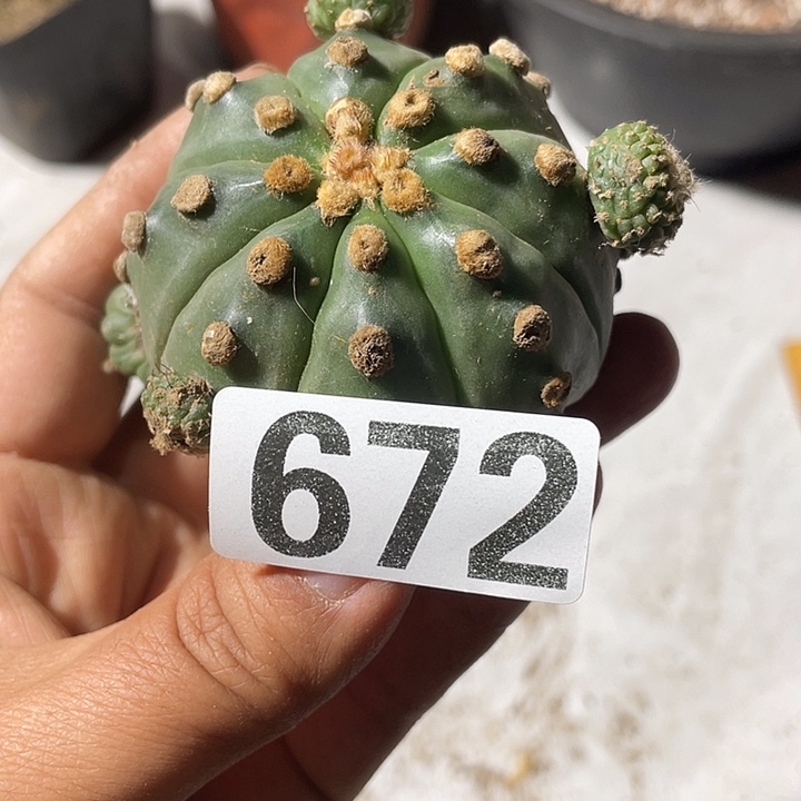 无根672号仙人球一颗