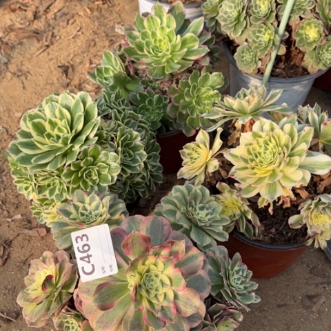 多肉植物玉姿迈巴赫四个