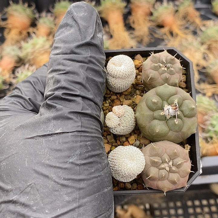 仙人球九个一盆带盆发货