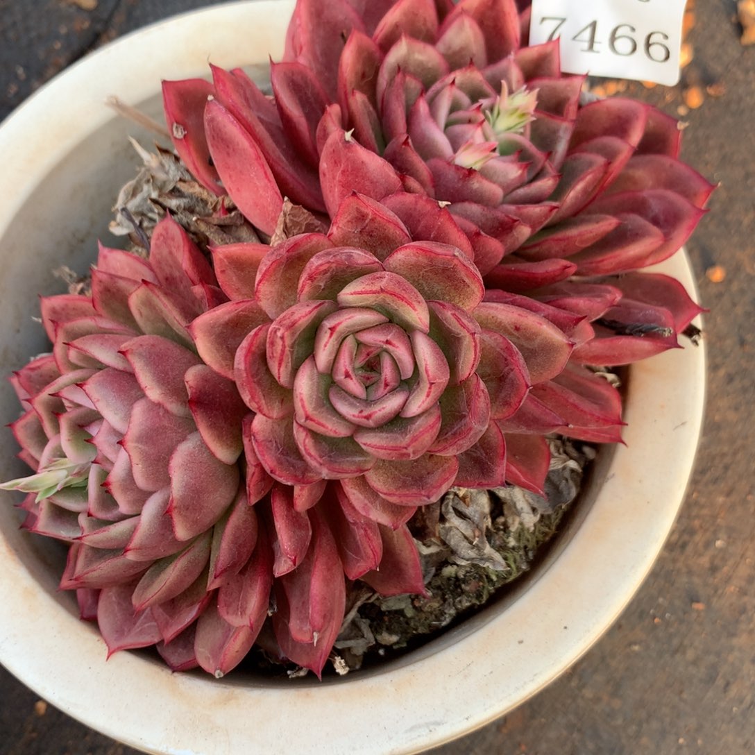 7466杂交多肉植物