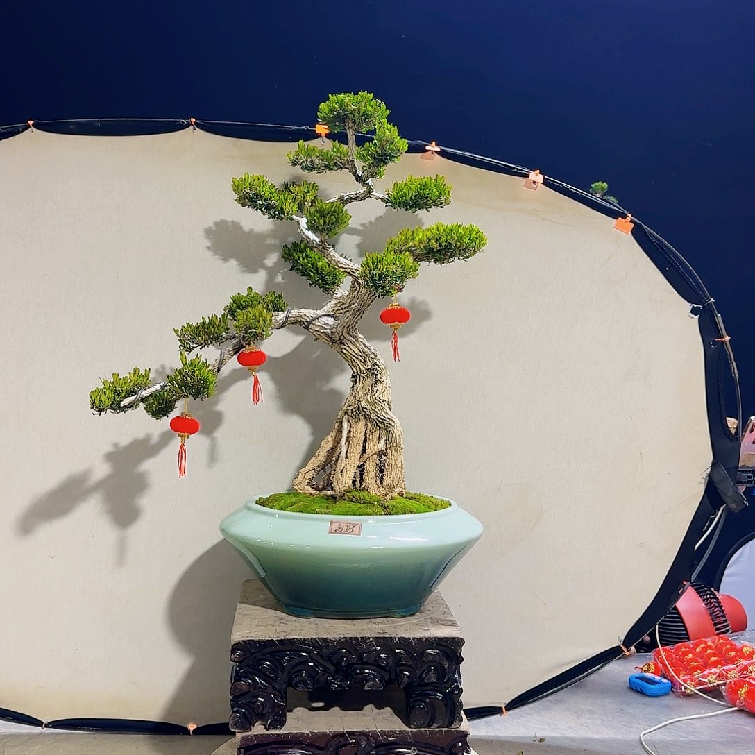 高端黄杨盆景艺术