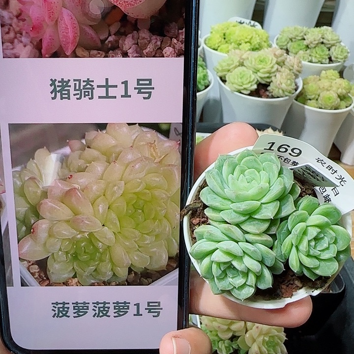 【闪购商品】0524-169（菠萝23-4）