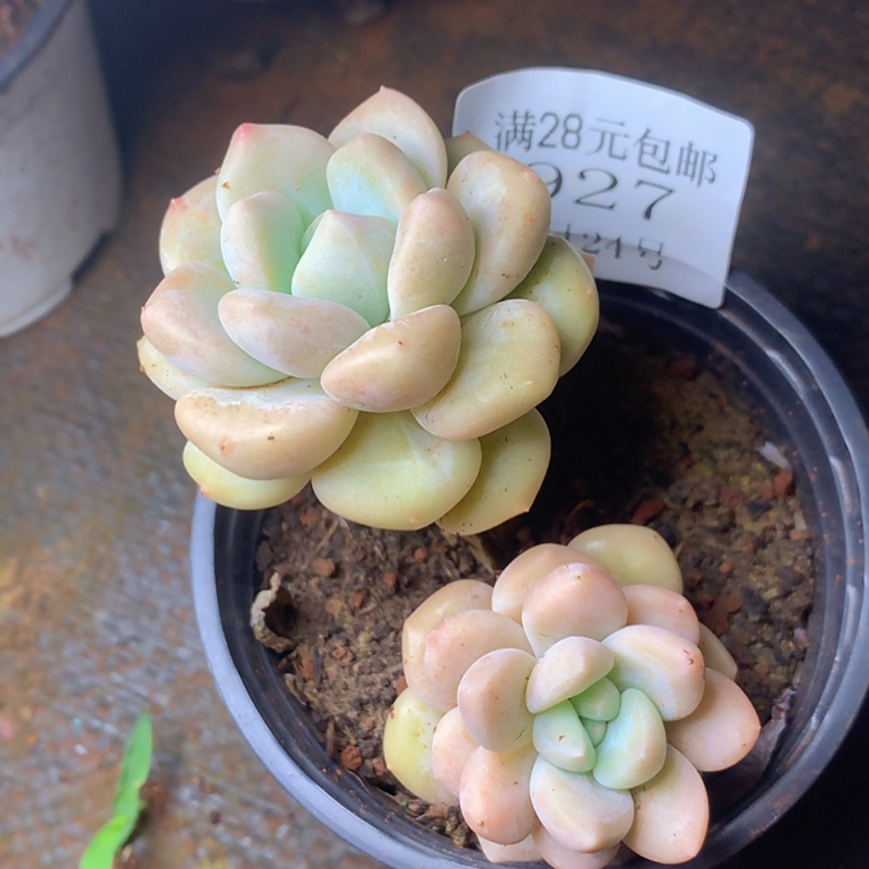 【闪购商品】云927号